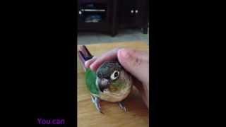 JENNI the Green Cheek Conure