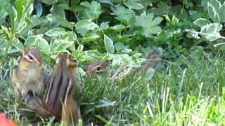 Chipmunks in our Garden!