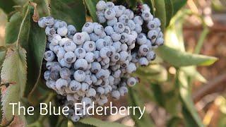 Blue Elderberries