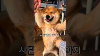 재미있고 귀여운 동물영상 #animals