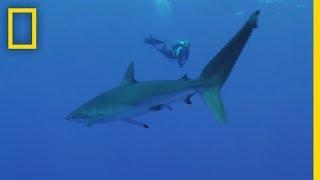 There Are Better Ways to Save Sharks—Here's How | National Geographic