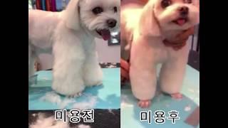 [미용용품리뷰] 현직 애견미용 전문가가 알려주는 짜릿한 리얼사용 후기 pet grooming, self grooming, scissors , review