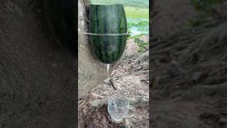 Survival Skills: Single mom clean bad water in watermelon #camping #outdoors #bushcraft