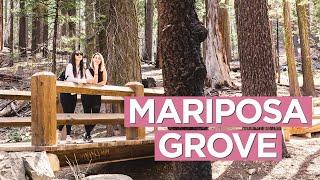 Mariposa Grove of Giant Sequoias - Easy Hike at Yosemite National Park