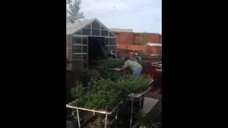 Forsed early flower day 18.  Green Crack outdoor scrog, time lapse