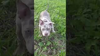 PUPPY IN A FIELD