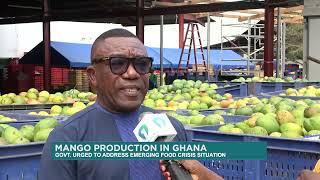 Mango production in Ghana: Government to address emerging food crisis