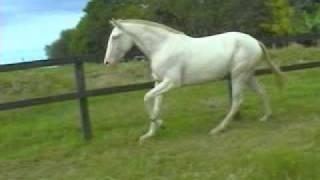 Lusitano for Dressage - Amistad do Nico with 24mths