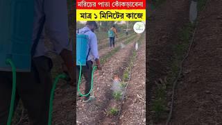 মরিচের পাতা কোঁকড়াবেনা - মাত্র ১ মিনিটের কাজে - মরিচ চাষ পদ্ধতি #shortvideos #trending#viral