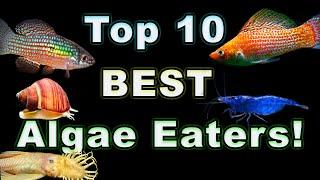 Top 10 Best Algae Eaters For Your Aquarium: Something For All Tank Sizes!