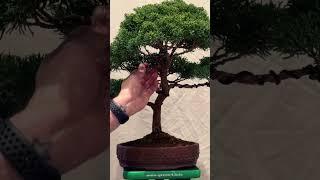 New U.K. bonsai channel#new#newvideo#bonsai#life#art#bonsaitree