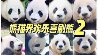 funny giant panda 熊猫界欢乐喜剧熊2: 天生搞笑难自弃