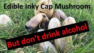 Edible Common Ink Cap Mushroom - Deadly with Alcohol