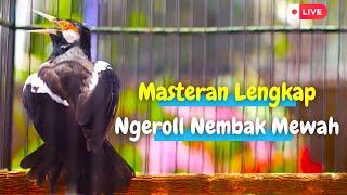 Masteran Jalak Suren Gacor Yang Anda Cari! Isian Super Komplit Dari Lovebird, Cililin, Kenari