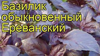 Базилик обыкновенный Ереванский. Краткий обзор, описание характеристик, где купить семена