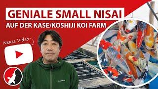 Geniale small Nisai auf der Kase/Koshiji Koi Farm in Niigata!