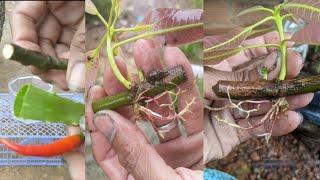 How To Grow Mango Branches Achieved 100% Mango Grafting #100%successful #kheang22