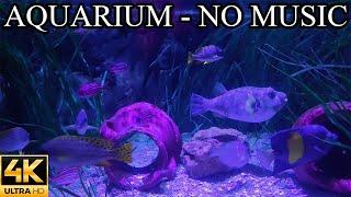 Soothing AQUARIUM 4K Underwater Sounds NO Music NO Ads - Fish Tank Underwater Ambience
