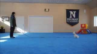 Tate (West Highland White Terrier) Obedience Training Video