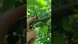 ВЕРТИКАЛЬНЫЕ ВЕТКИ НА ЯБЛОНЕ #сад #обрезка #яблоня