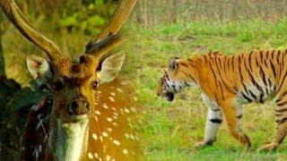 Tiger vs Deer