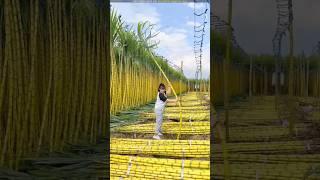 China's sugarcane farming strategy 