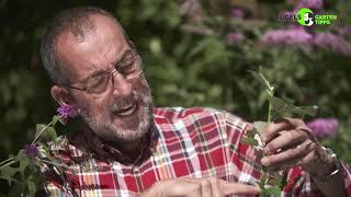 Ein echter Blütenstar: der Sommerflieder - Gartentipps von Volker Kugel - www.grünzeug.tv