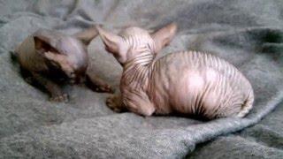 Baby sphynx cat has ears like flying Dumbo - naked cat