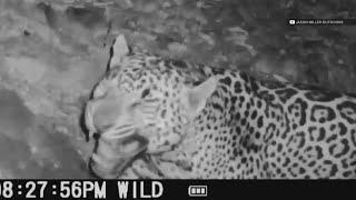 Move over El Jefe, Arizona has a new jaguar in town