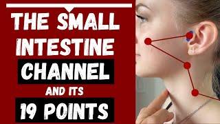 Small Intestine Meridian/Channel & its 19 acupuncture points (Location & Functions)