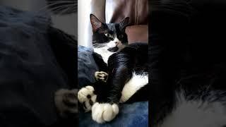 Tuxedo Cat 101 #YouTubeShorts #Shorts