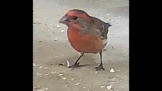 Patio Party 10 - Very Red House Finch
