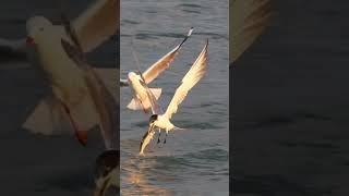 Tern vs Seagull #fujifilm #nature #australia #wildlife #birds #wildlifecaptures #travel