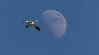 Snow Goose Blog 2024