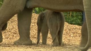 Three New Baby Elephants in Dublin Zoo! | @RTE Kids