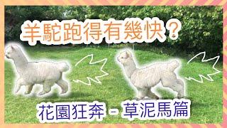 【Alpacas in the UK】Crazy Running｜UK Garden｜UK Life｜Shepherd in Cambridge