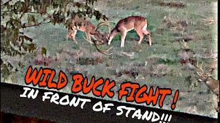 TEXAS WHITETAIL DEER FIGHT !!  2019/2020 OPENING DAY, LOW FENCE
