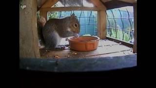 Squirrel in the bird table