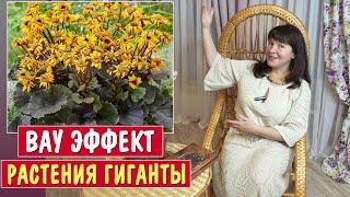 10 самых красивых РАСТЕНИЙ ВЕЛИКАНОВ для тенистого сада!