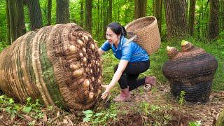 Harvesting Giant FOREST TARO Go to Market Sell | Grows only in the wettest places deep in the forest