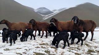 Gissar sheep, lambs on a snowy mountain 