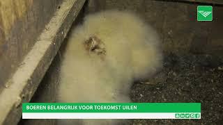 Brabantse boeren bieden uilen toekomst