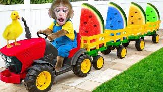 Mono BuBu Finge Cosechar Sandías de Colores y Escapa de una Persecución Policial - MONO BUBU ESP