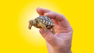 Baby Tortoise Winter Care! Crucial Info for Tortoise Keepers