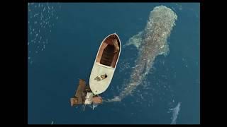 Most creative movie scenes from Life of Pi (2012)