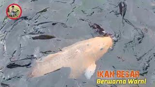 Ikan Besar Warna Warni Keren!!! #ikanhias #kolamikan #mancing  #videoviral #biarviral #sibolang