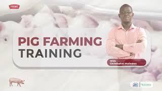 Pig Farm Management - Batch Farrowing Planning