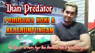 Ikan Pembawa HOKI || Ikan Predator Pembawa Hoki Dan Keberuntungan #arowana #arwana #palmas #ikankoi