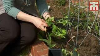 How to sow and grow sweet peas video with Thompson & Morgan.