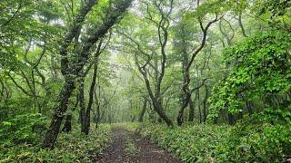 제주 태고의 비경과 안개 새소리 마음이 편안해지는 힐링음악 Jeju.Waldzone. healing. music.